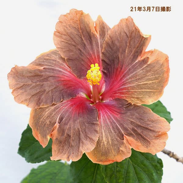 ハイビスカス:ダークコスモス 4.5号ポット植え