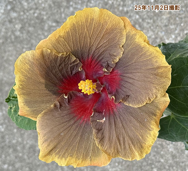 ハイビスカス:ダークコスモス 4.5号ポット植え