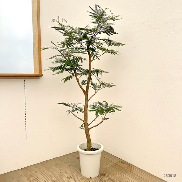 エバーフレッシュ 8号鉢植え26-01