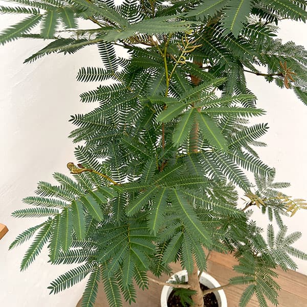 エバーフレッシュ 8号鉢植え26-01