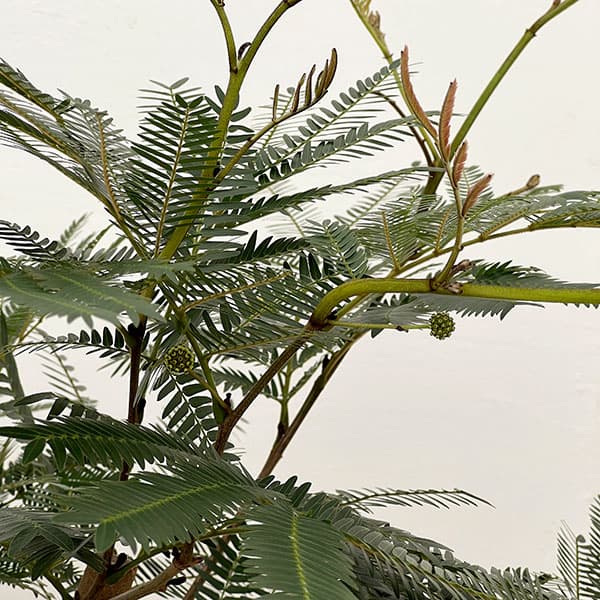 エバーフレッシュ 8号鉢植え26-01