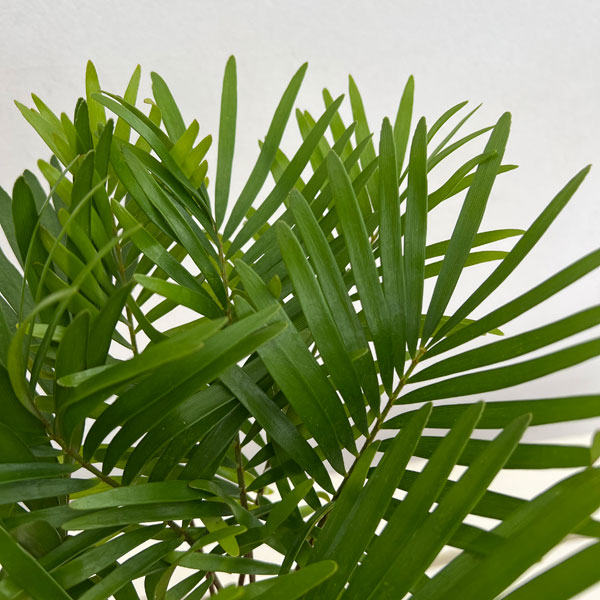 ザミア:フルフラセア 5号鉢植え26-02