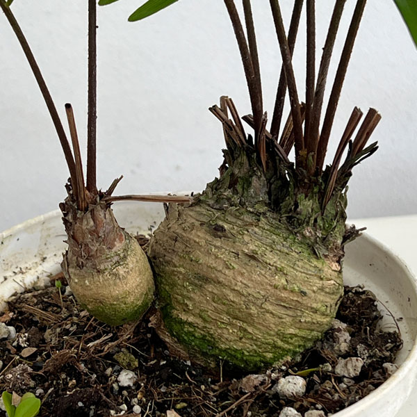ザミア:フルフラセア 5号鉢植え26-02