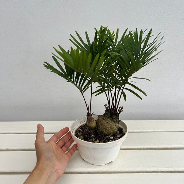 ザミア:フルフラセア 5号鉢植え26-02