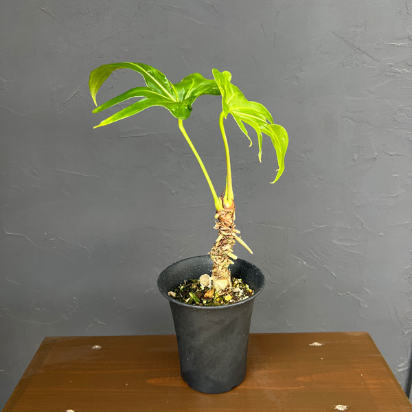 アンスリウム:ペダトラディアツム 4号鉢植え