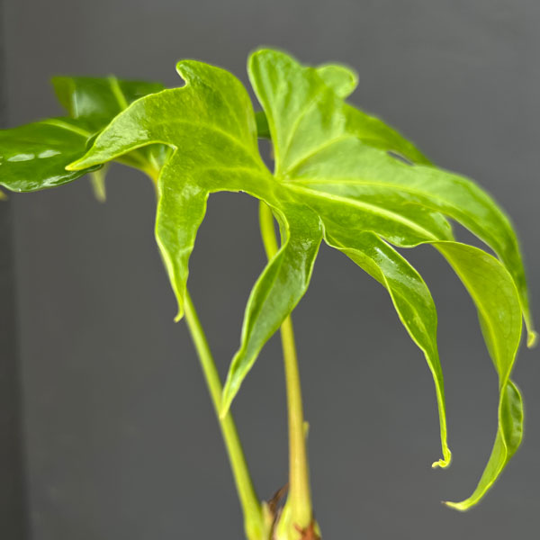 アンスリウム:ペダトラディアツム 4号鉢植え