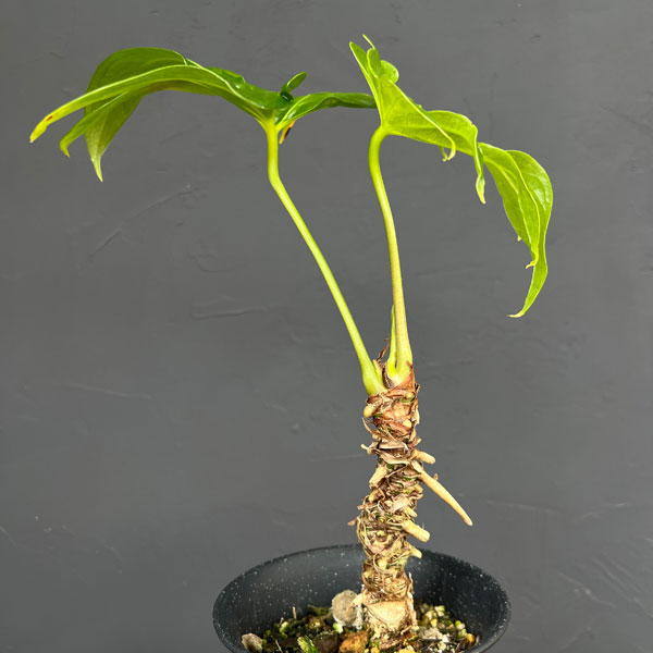 アンスリウム:ペダトラディアツム 4号鉢植え