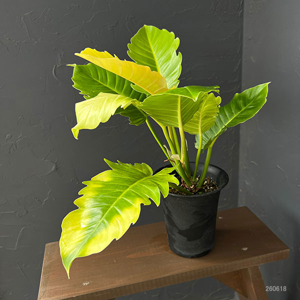 フィロデンドロン:プルート(黄金葉) 4号鉢植え26-01