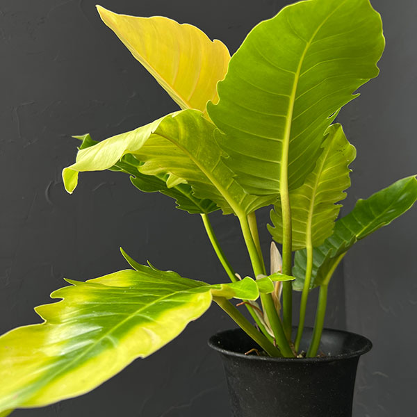 フィロデンドロン:プルート(黄金葉) 4号鉢植え26-01