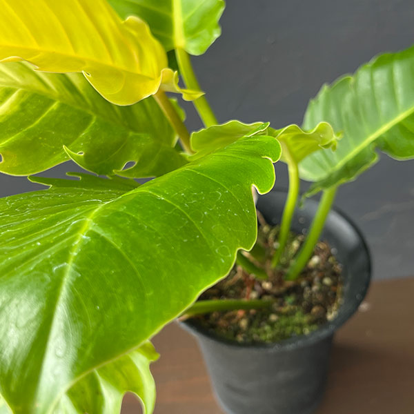 フィロデンドロン:プルート(黄金葉) 4号鉢植え26-01