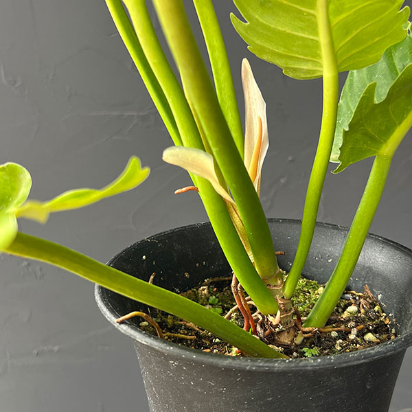 フィロデンドロン:プルート(黄金葉) 4号鉢植え26-01