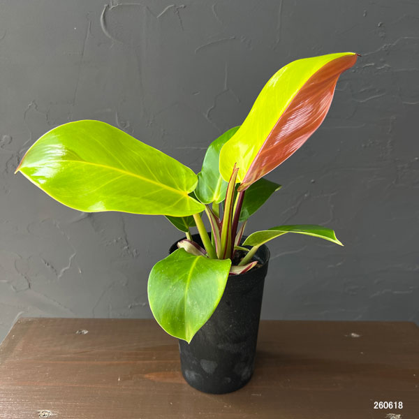 園芸ネット本店｜フィロデンドロン：イエローフレーム 3号鉢植え26-02