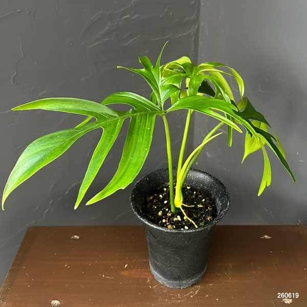 フィロデンドロン:グラッドハンズ 3号鉢植え