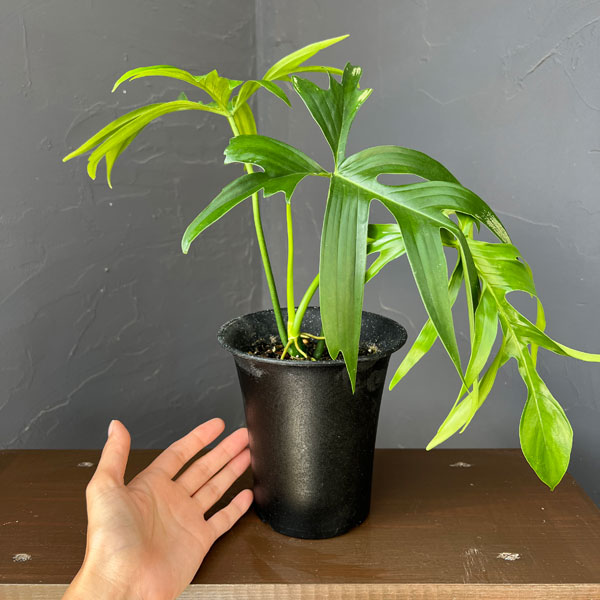 フィロデンドロン:グラッドハンズ 3号鉢植え