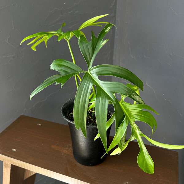 園芸ネット本店｜フィロデンドロン：グラッドハンズ 3号鉢植え の通販