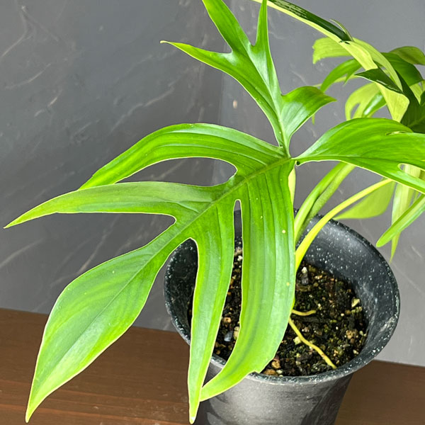 フィロデンドロン:グラッドハンズ 3号鉢植え