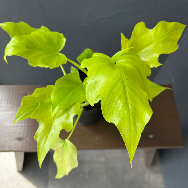 フィロデンドロン:ワーセルウィッシー フラバム 3号鉢植え26-01