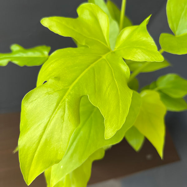 フィロデンドロン:ワーセルウィッシー フラバム 3号鉢植え26-02