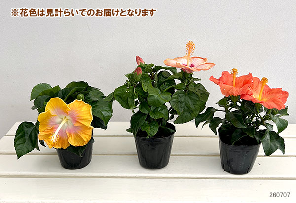 ハイビスカス(アジアの風):花色見計らい 3.5号ポット 3株セット