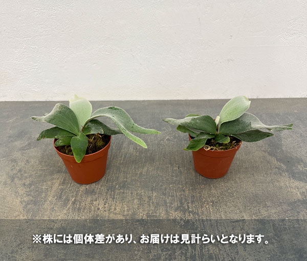 ビカクシダ（コウモリラン）：ウィリンキーパールクィーン3号ポット