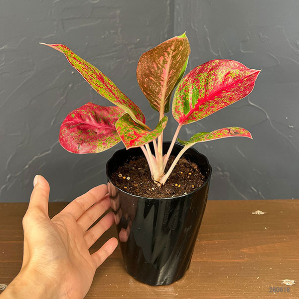 アグラオネマ:レッドワークス 4.5号鉢植え