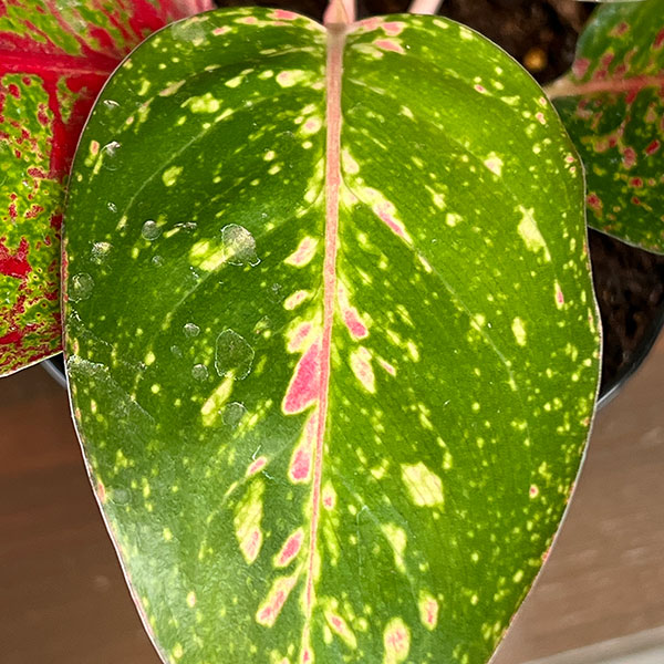 アグラオネマ:レッドワークス 4.5号鉢植え
