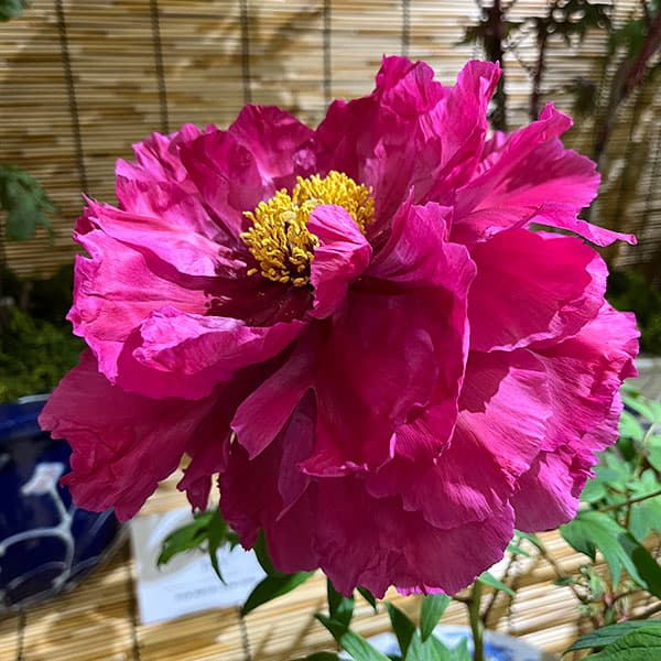 園芸ネット本店｜[26年9月中下旬予約]牡丹（ぼたん）：島津紅（しまづ