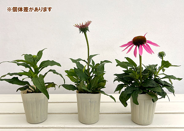 エキナセア:ポリネーション マジェンタ 3号ポット