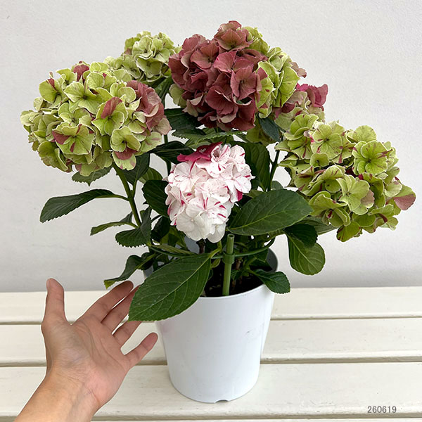 アジサイ（秋色・アンティークカラー）：寿（コトブキ）赤 5号鉢植え