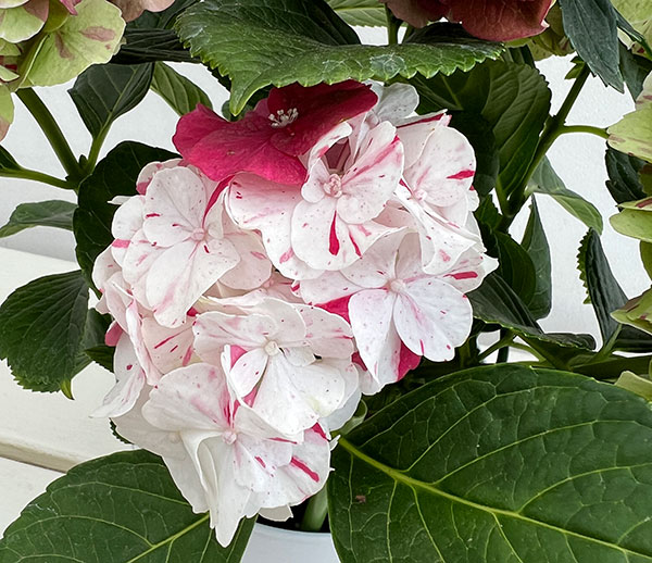アジサイ（秋色・アンティークカラー）：寿（コトブキ）赤 5号鉢植え