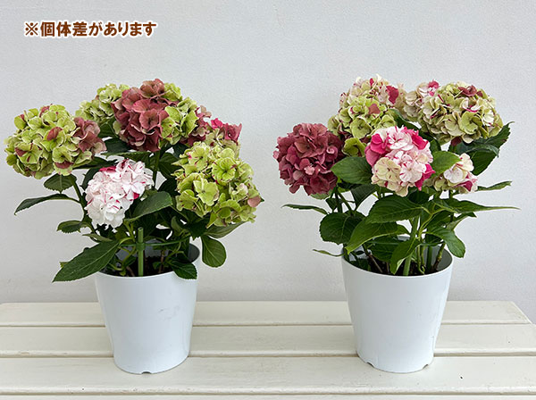 アジサイ（秋色・アンティークカラー）：寿（コトブキ）赤 5号鉢植え