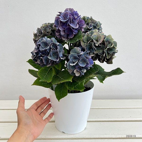 アジサイ（秋色・アンティークカラー）：寿（コトブキ）ブルー 5号鉢植え
