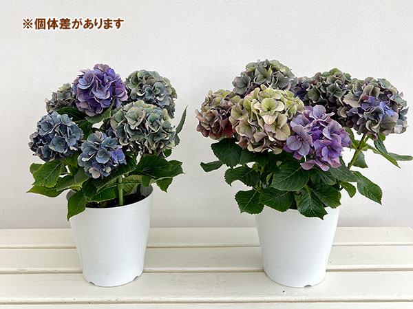 アジサイ（秋色・アンティークカラー）：寿（コトブキ）ブルー 5号鉢植え