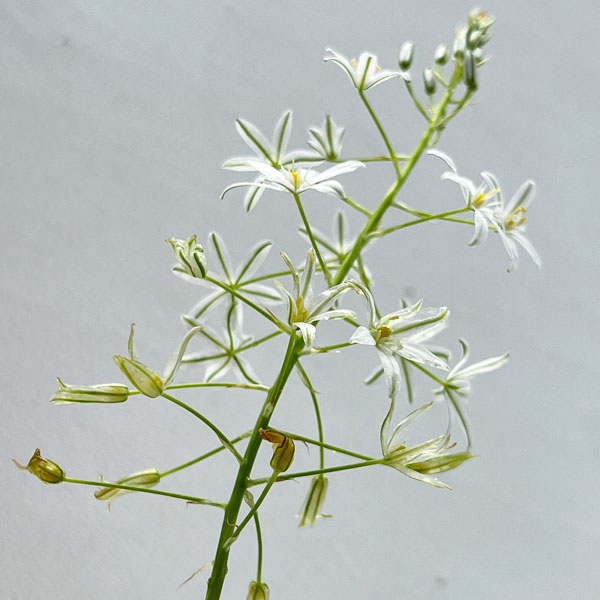 オーニソガラム：ポンティクム ソチ　1球植え3号ポット
