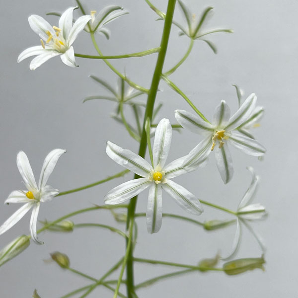 オーニソガラム：ポンティクム ソチ　1球植え3号ポット