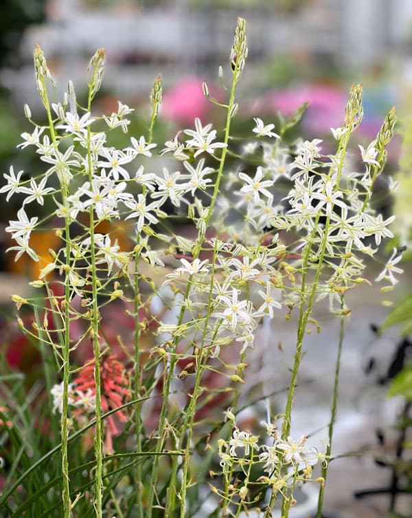 オーニソガラム：ポンティクム ソチ　1球植え3号ポット