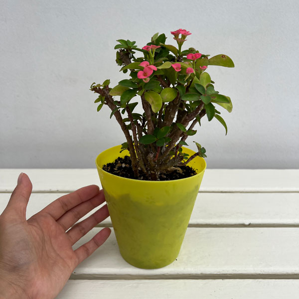 ハナキリン：ピンク　4号鉢植え　