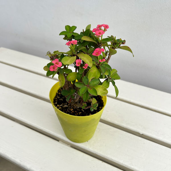 ハナキリン：ピンク　4号鉢植え　