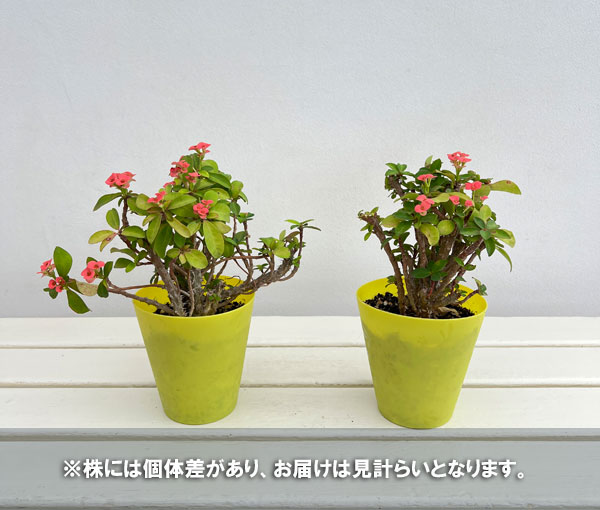 ハナキリン：ピンク　4号鉢植え　