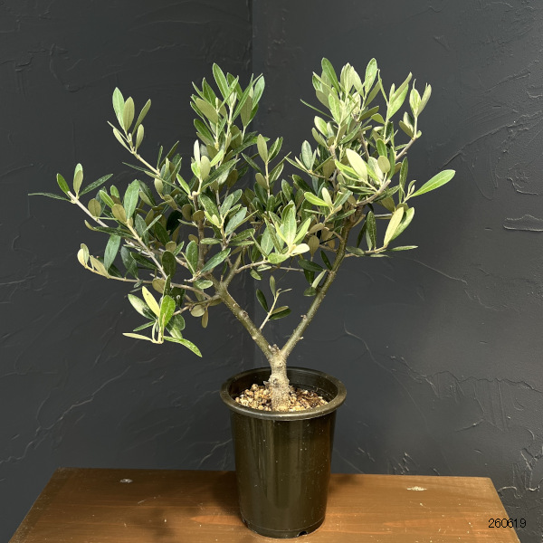 オリーブ:創樹さんのオリーブ ミッション 4号鉢植え