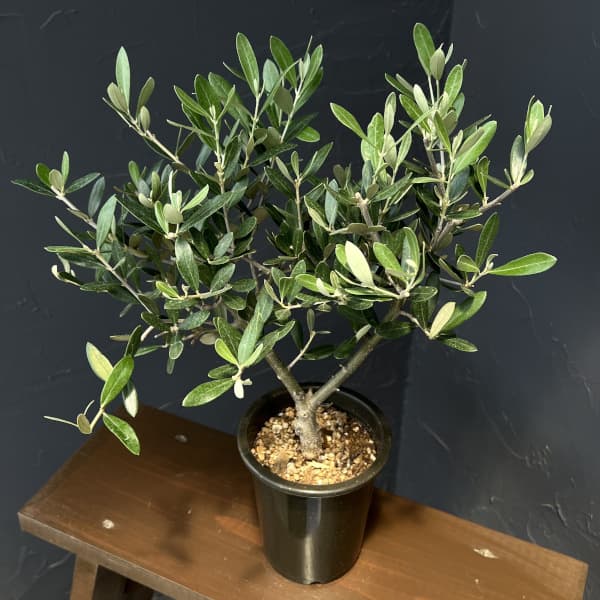 オリーブ:創樹さんのオリーブ ミッション 4号鉢植え
