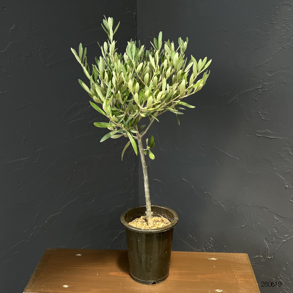 オリーブ:創樹さんのオリーブ チプレシーノ 4号鉢植え