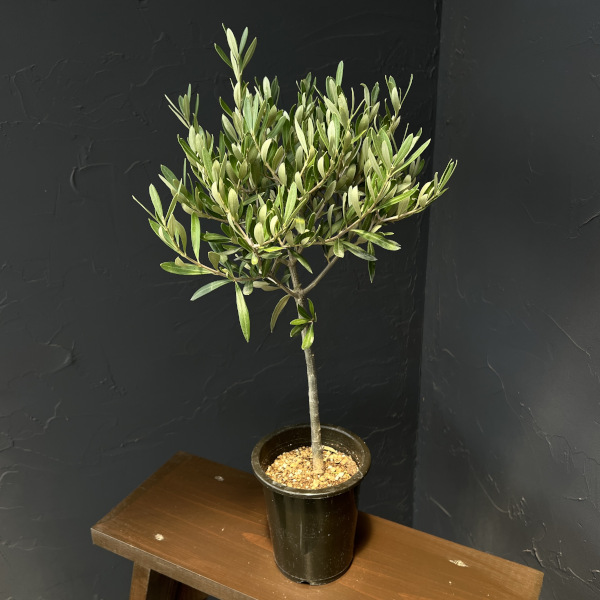 オリーブ:創樹さんのオリーブ チプレシーノ 4号鉢植え