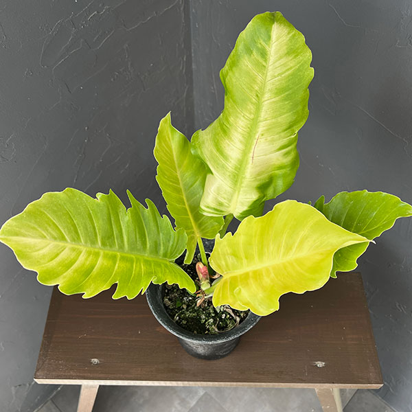フィロデンドロン:プルート(黄金葉) 4号鉢植え26-02