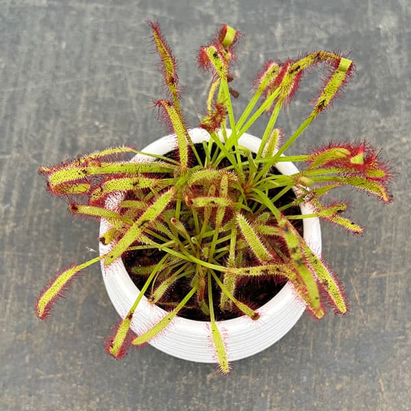 モウセンゴケ 3号鉢植え