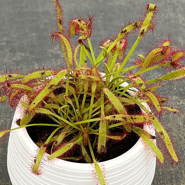 モウセンゴケ 3号鉢植え