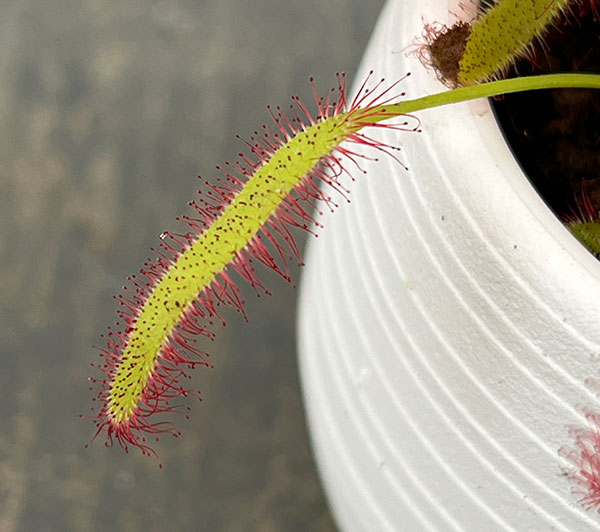 モウセンゴケ 3号鉢植え