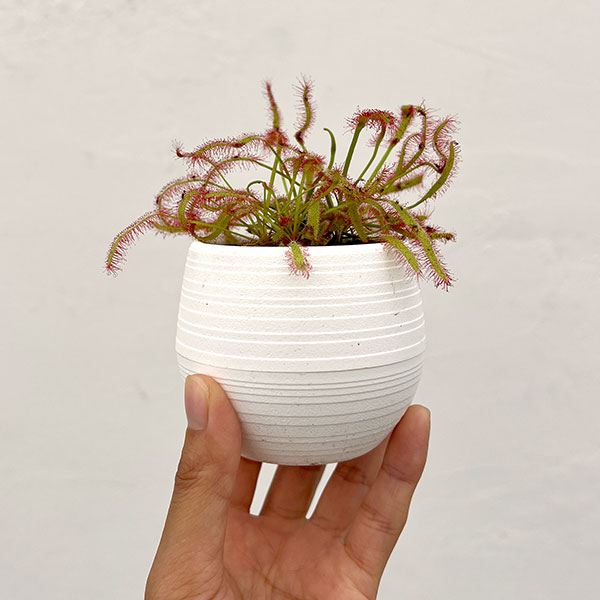 モウセンゴケ 3号鉢植え