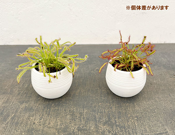 モウセンゴケ 3号鉢植え