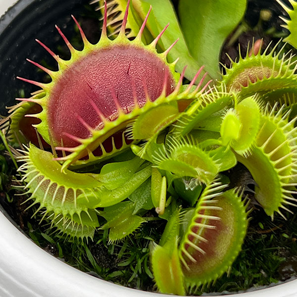 ハエトリソウ(ディオネア)3号鉢植え
